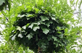 Afbeelding Moeraseik dwergvorm - Quercus palustris 'Green Dwarf'