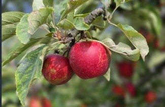 Afbeelding Appel 'Red Elstar' - Malus domestica 'Red Elstar'