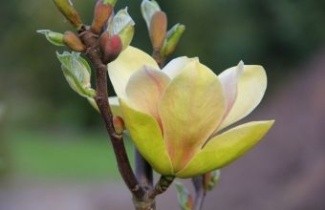 Afbeelding Magnolia Sunsation - Magnolia Sunsation