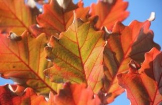 Afbeelding Tweekleurige Eik - Quercus bicolor