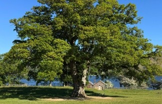 Afbeelding Zomereik - Quercus robur