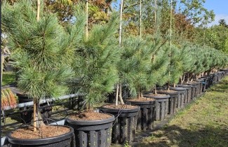 Afbeelding Westerse witte den - Pinus monticola 'Ammerland'