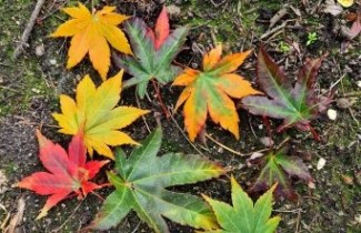 Afbeelding Japanse Esdoorn 'Brown Sugar' - Acer palmatum 'Brown Sugar'