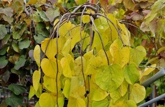 Afbeelding Cercis canadensis 'Golden Falls' - Cercis canadensis 'Golden Falls'