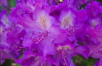 Afbeelding Rododendron 'Alfred' - Rhododendron 'Alfred'