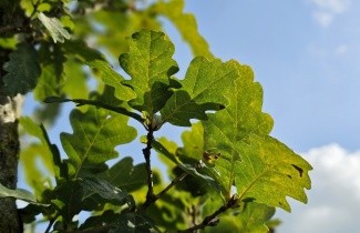 Afbeelding Wintereik - Quercus petraea