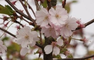 Afbeelding Japanse sierkers 'Charles Sargent' - Prunus sargentii 'Charles Sargent'