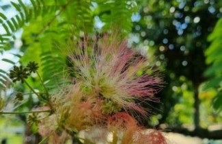 Afbeelding Perzische Slaapboom  - Albizia julibrissin 'Tropical Dream'