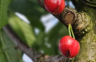 Afbeelding Kers "Stella" - Prunus avium 'Stella'