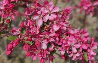 Afbeelding Roodbladige sierappel  'Profusion' - Malus 'Profusion'