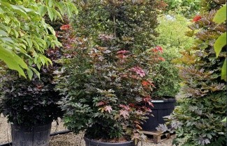 Afbeelding Roodbladige Noorse Esdoorn - Acer plat. 'Crimson King'