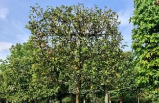 Afbeelding Appel 'Cox'  - Malus domestica 'Cox's Orange Pippin'