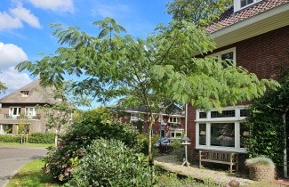 Afbeelding Perzische Slaapboom 'Ombrella' - Albizia julibrissin 'Ombrella'