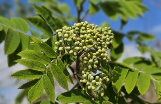 Afbeelding Lijsterbes - Sorbus aucuparia
