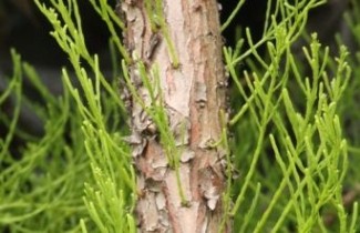 Afbeelding Moerascypres 'Nutans' - Taxodium distichum 'Nutans'