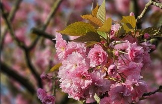 Afbeelding Japanse sierkers 'Kanzan' - Prunus serrulata 'Kanzan'