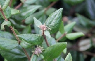 Afbeelding Sneeuwbal 'Burkwood' - Viburnum burkwoodii 'Burkwood'