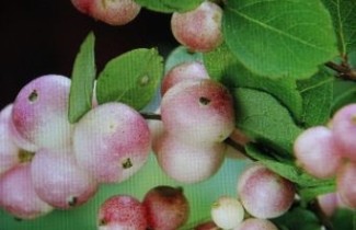 Afbeelding Sneeuwbes 'Mother of Pearl' - Symphoricarpos doorenbosii 'Mother of Pearl'