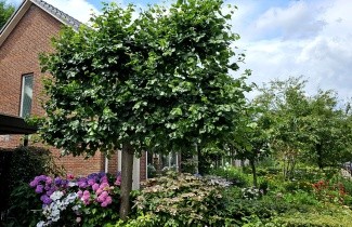 Afbeelding Leilinde, krimlinde - Tilia x europaea 'Euchlora'