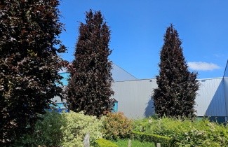 Afbeelding Paarse Beuk - Fagus sylvatica 'Dawyck Purple'