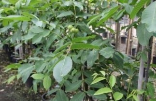 Afbeelding Walnoot 'Chandler' - Juglans regia 'Chandler'