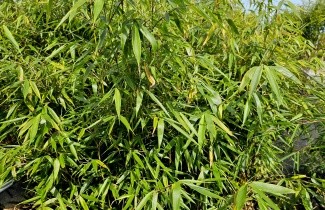 Afbeelding Bamboe 'Pingwu' - Fargesia robusta 'Pingwu'