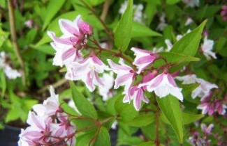 Afbeelding Bruidsbloem 'Kalmiiflora' - Deutzia purpurascens 'Kalmiiflora'