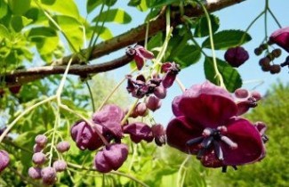 Afbeelding Schijnaugurk - Akebia quinata