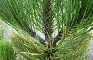 Afbeelding Bosnische den - Pinus heldreichii