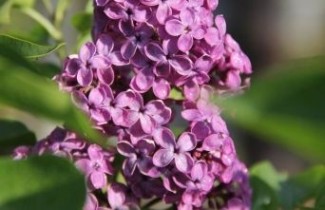 Afbeelding Sering 'Andenken an ludwig späth'  - Syringa vulgaris 'Andenken an ludwig späth'