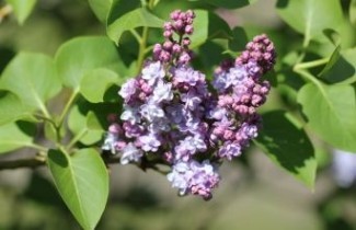Afbeelding Sering 'Michel Buchner'  - Syringa vulgaris 'Michel Buchner'
