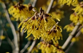 Afbeelding Toverhazelaar 'Arnolds Promise' - Hamamelis intermedia 'Arnolds Promise'