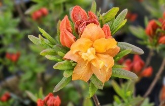 Afbeelding Azalea 'Rumba' - Rhododendron (AK)  'Rumba'
