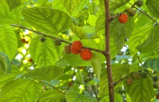 Afbeelding Papiermoerbei - Broussonetia × kazinoki