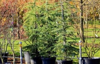 Afbeelding Himalayaceder 'Robusta Glauca' - Cedrus deodara 'Robusta Glauca'