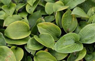 Afbeelding Hartlelie 'Elegans' - Hosta sieboldiana 'Elegans'