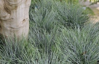 Afbeelding Zwenkgras glauca 'Intense Blue' - Festuca glauca 'Intense Blue'
