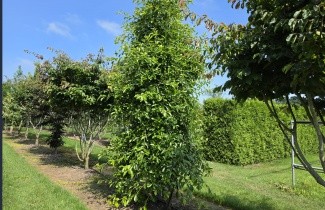 Afbeelding Zwarte tupeloboom - Nyssa sylvatica 'Autumn Cascades'
