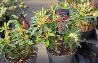 Afbeelding Pieris 'Forest Flame' - Pieris japonica 'Forest Flame'
