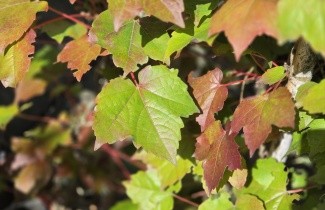 Afbeelding Wilde wingerd als zelfhechtende klimplant - Parthenocissus tri. 'Veitchii'