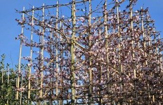 Afbeelding Roodbladige kerspruim - Prunus cerasifera 'Nigra'