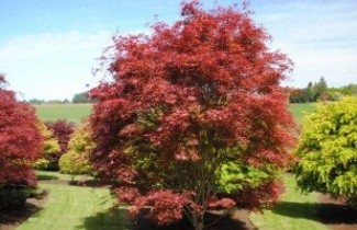 Afbeelding Japanse Esdoorn 'Beni Hagoromo' - Acer palmatum 'Beni Hagoromo'