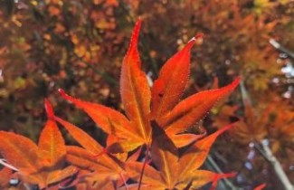 Afbeelding Japanse Esdoorn - Acer palmatum 'Shojo Nomura'