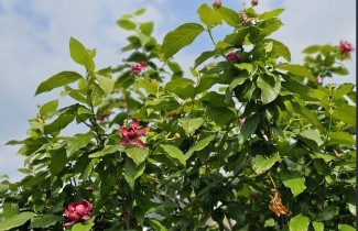 Afbeelding Specerijstruik  'Hartlage Wine' - Sinocalycanthus chinensis 'Hartlage Wine'