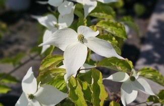 Afbeelding Japanse grootbloemige kornoelje 'Moonbeam' - Cornus kousa 'Moonbeam'