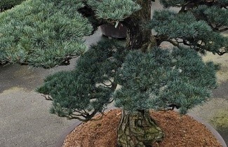 Afbeelding Japanse witte den 'Glauca' - Pinus parviflora 'Glauca'