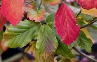 Afbeelding Perzisch IJzerhout 'Vanessa' - Parrotia persica 'Vanessa'