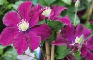 Afbeelding Bosrank 'Warszawska Nike' - Clematis 'Warszawska Nike'