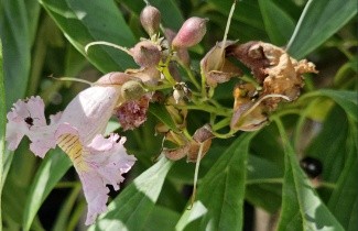 Afbeelding Woestijnwilg - Chitalpa tashkentensis 'Pink Dawn'