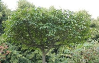 Afbeelding Slangenhuid esdoorn - Acer davidii 'Serpentine'